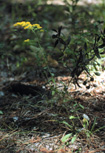 gray goldenrod